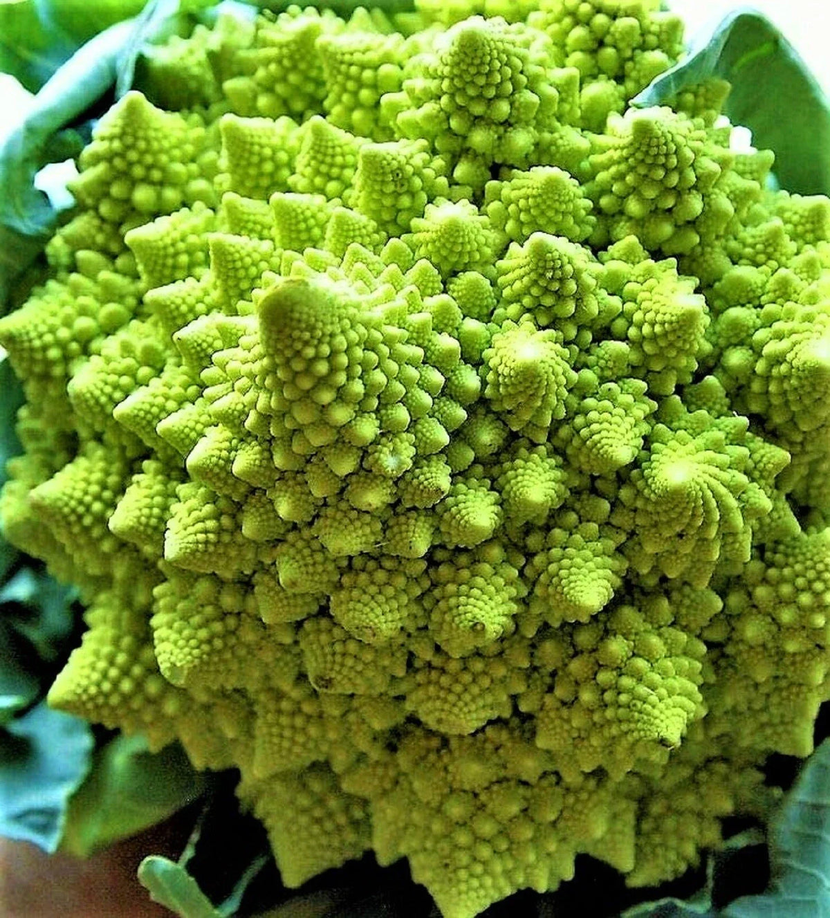 Romanesco Broccoli Seeds 200+ Non-GMO Heirloom Seeds Brassica oleracea var. botrytis Unique Fractal Vegetable for Planting