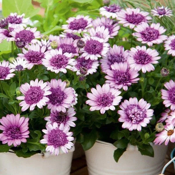 Cape Daisy Seeds - 50+ Violet & White Varieties - Osteospermum - Non-GMO - Easy to Grow for Gardeners - USA