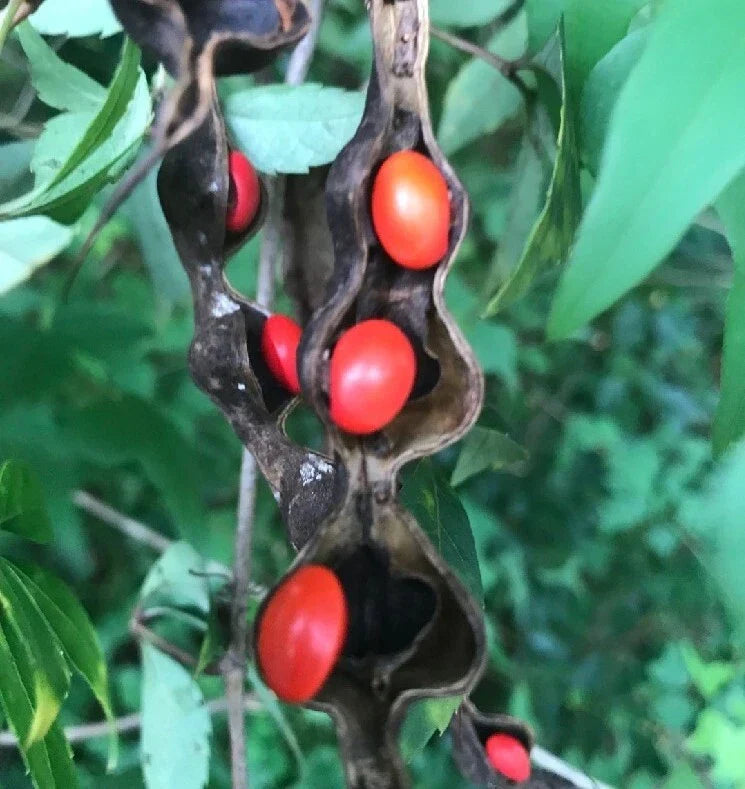 Erythrina Coral Seeds - 5 Pack - Cherokee Beans - Hummingbird Wildflower - Erythrina herbacea - Tropical Garden Plants