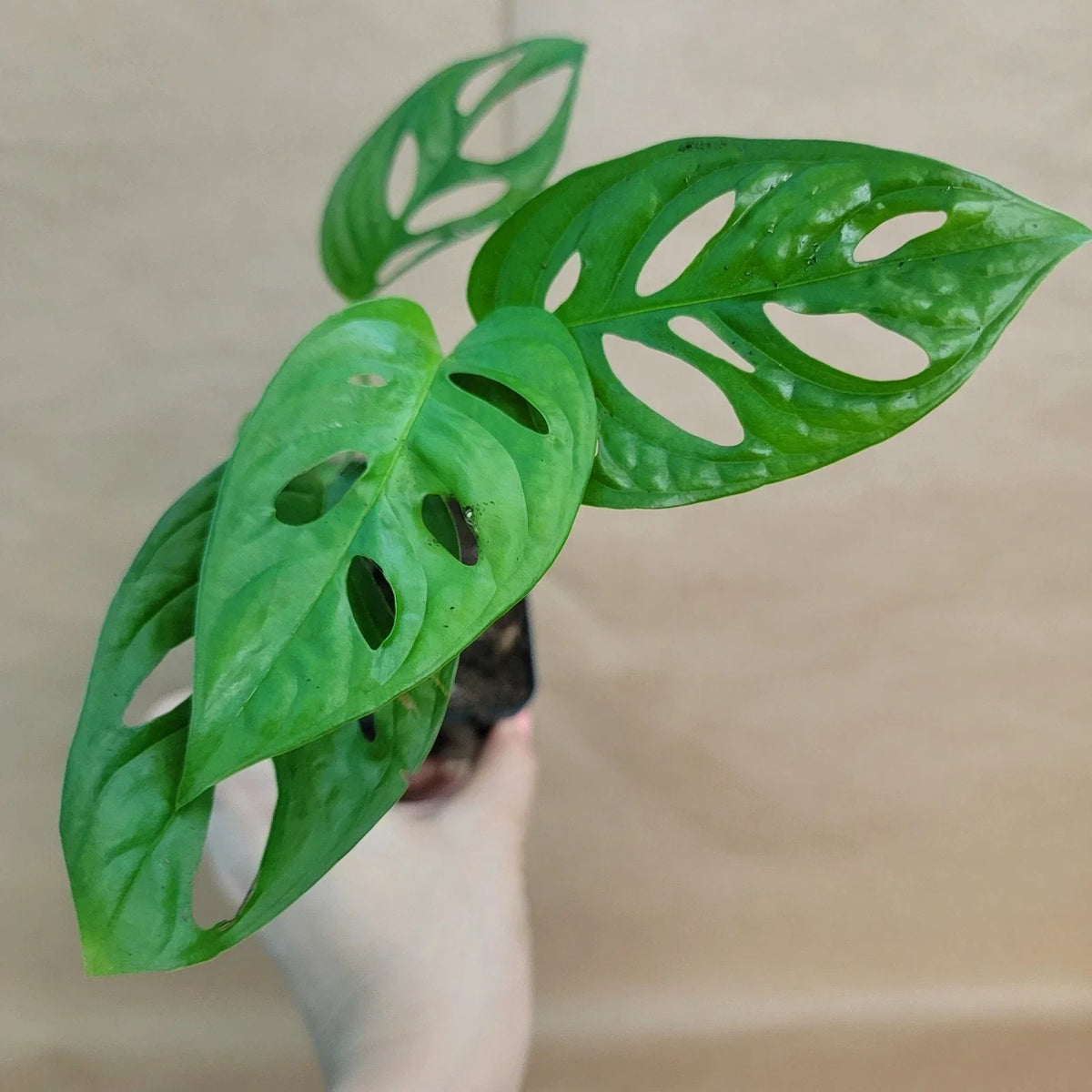Monstera Adansonii Swiss Cheese Plant - 4" Pot - Live Indoor Tropical Houseplant with Unique Foliage - Monstera Plant