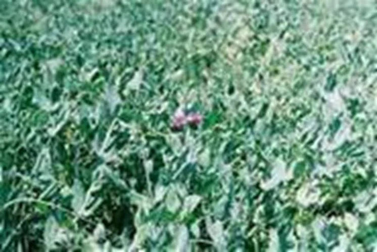 Austrian Winter Pea Seeds 5 Lb - Pisum sativum, Cover Crop, Green Manure, Soil Improvement, Winter Gardening