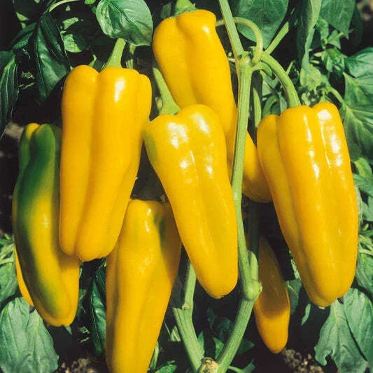 Golden Marconi Sweet Pepper Seeds - 50+ NON-GMO Seeds - Capsicum annuum - Perfect for Salads & Grilling