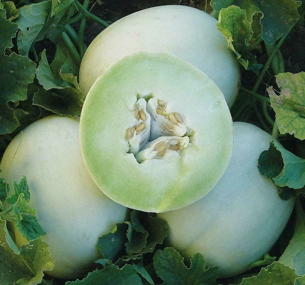 Honey Dew Cantaloupe Seeds 50+ Pack, Green Flesh Melon, Cucumis melo, High-Yielding Gardening Seeds