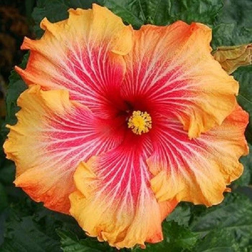 Hibiscus Seeds 20 Pack - Red Yellow Orange Perennial Flowers - Hibiscus rosa-sinensis - Easy to Grow Garden Blooms