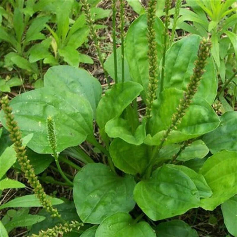 Bare Root Plants - 3 Live Broadleaf Plantain - Plantago Major - Low Maintenance, Drought-Resistant Ground Cover