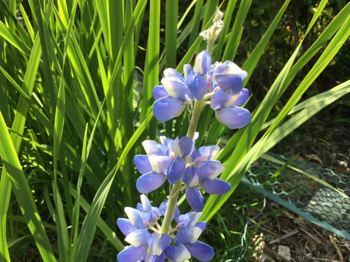 Lupine Seeds 15 Count - Sky Blue Variety - Lupinus polyphyllus - Perennial Flower Seeds for Garden and Pollinators