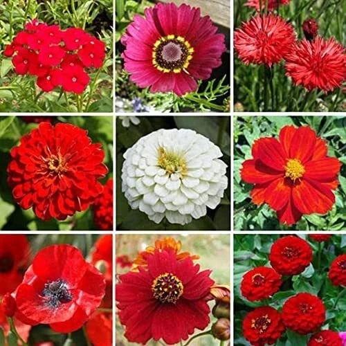Big Red Wildflower Mix - 200+ Seeds - Vibrant All-Red Blend - Native Pollinator-Friendly Wildflowers (Various Species)