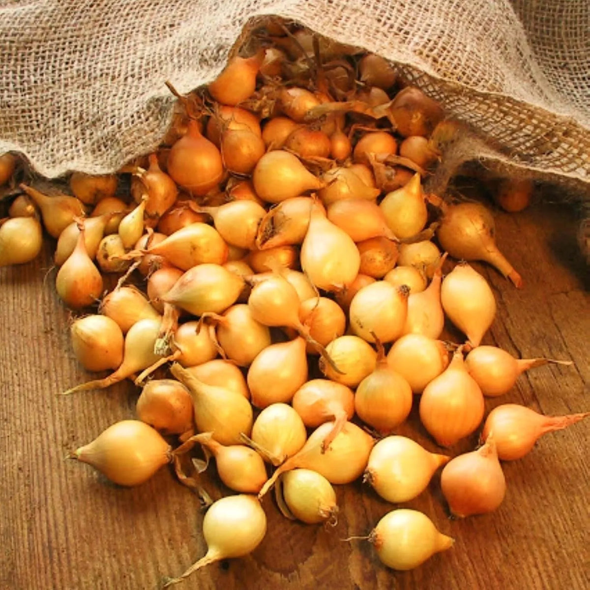 Stuttgarter Onion Sets 1 lb - Sweet Bulb Variety for Planting - Allium cepa - Ideal for Home Gardens and Container Gardening