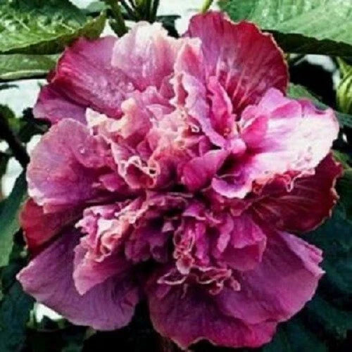 Double Pink Purple Hibiscus Seeds - 20 Perennial Flower Seeds - Hibiscus rosa-sinensis - Vibrant Blooms for Garden