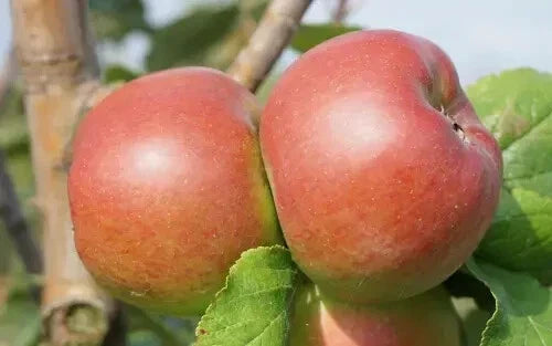 Reinette Rouge Etoilee Apple Seeds - 25+ Pack - Malus domestica - Red Fruit Planting Seeds for Home Garden