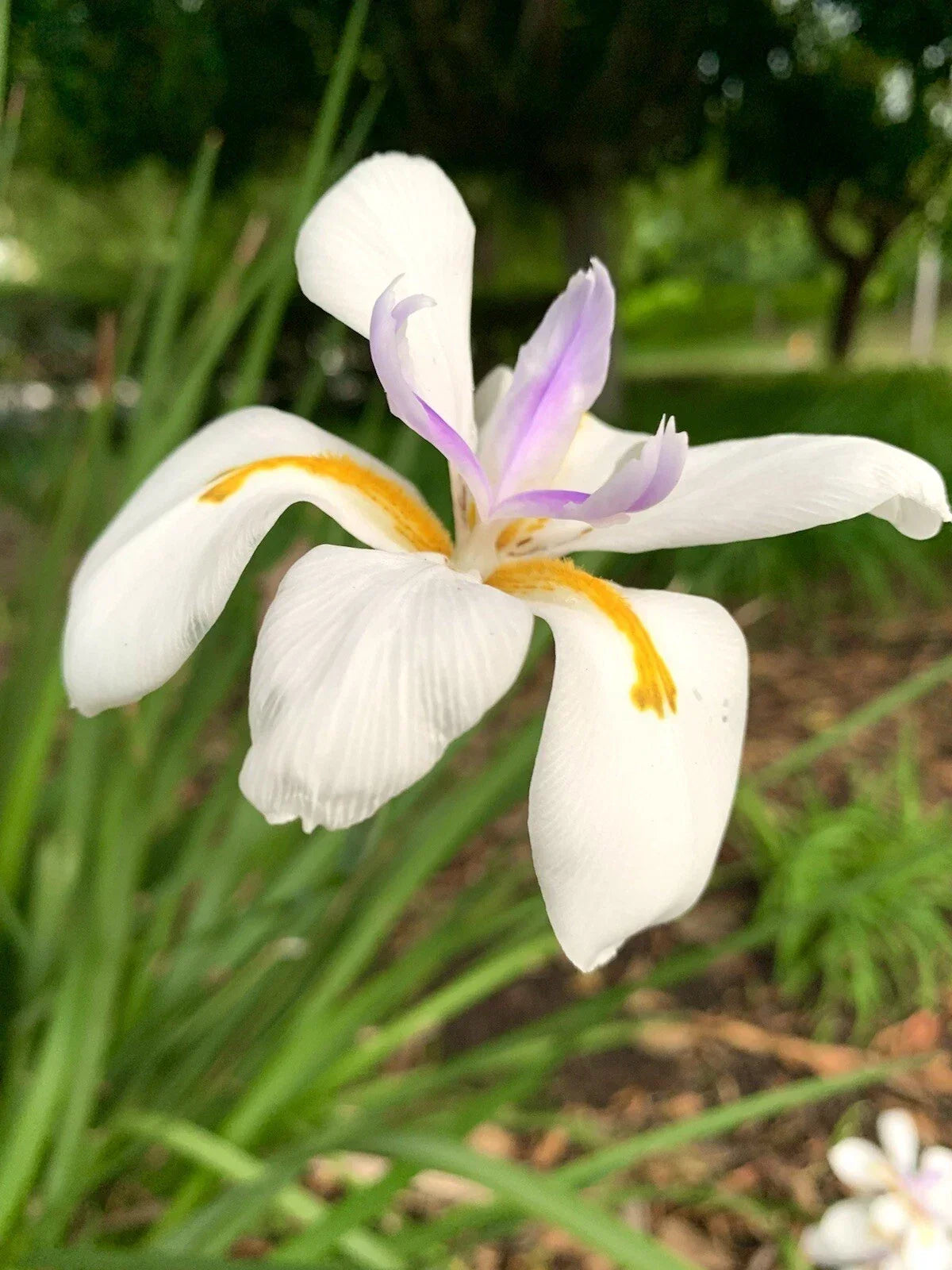 African Iris Seeds 30 Count - Fortnight Lily - Dietes Iridioides - USA Grown - Drought-Tolerant, Pollinator-Friendly