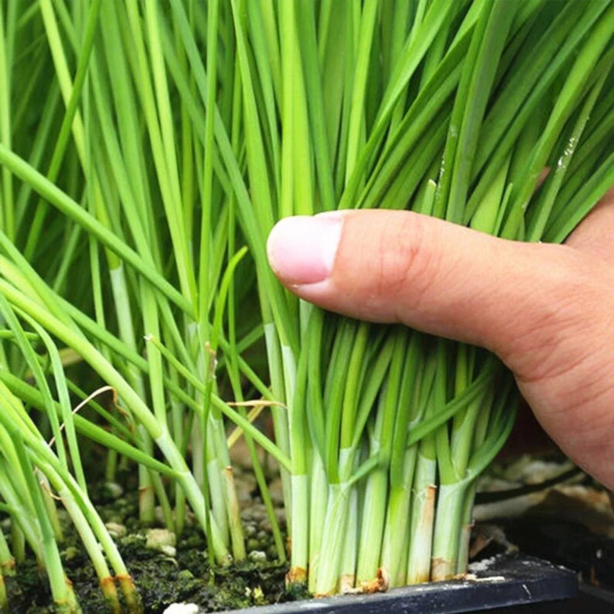 500 Garlic Chive Seeds for Planting - Heirloom Non-GMO Chinese Chives - Allium tuberosum - Perfect for Culinary Use