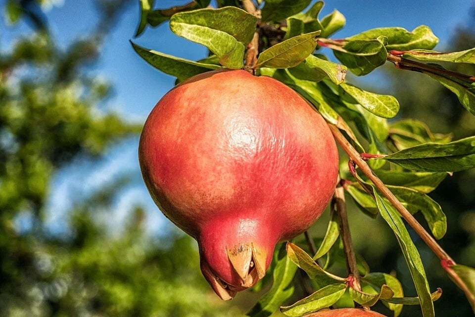 Pomegranate Seeds - 20 Pack - Organic Punica granatum - Home Gardening Fruit Seeds for Healthy Plants