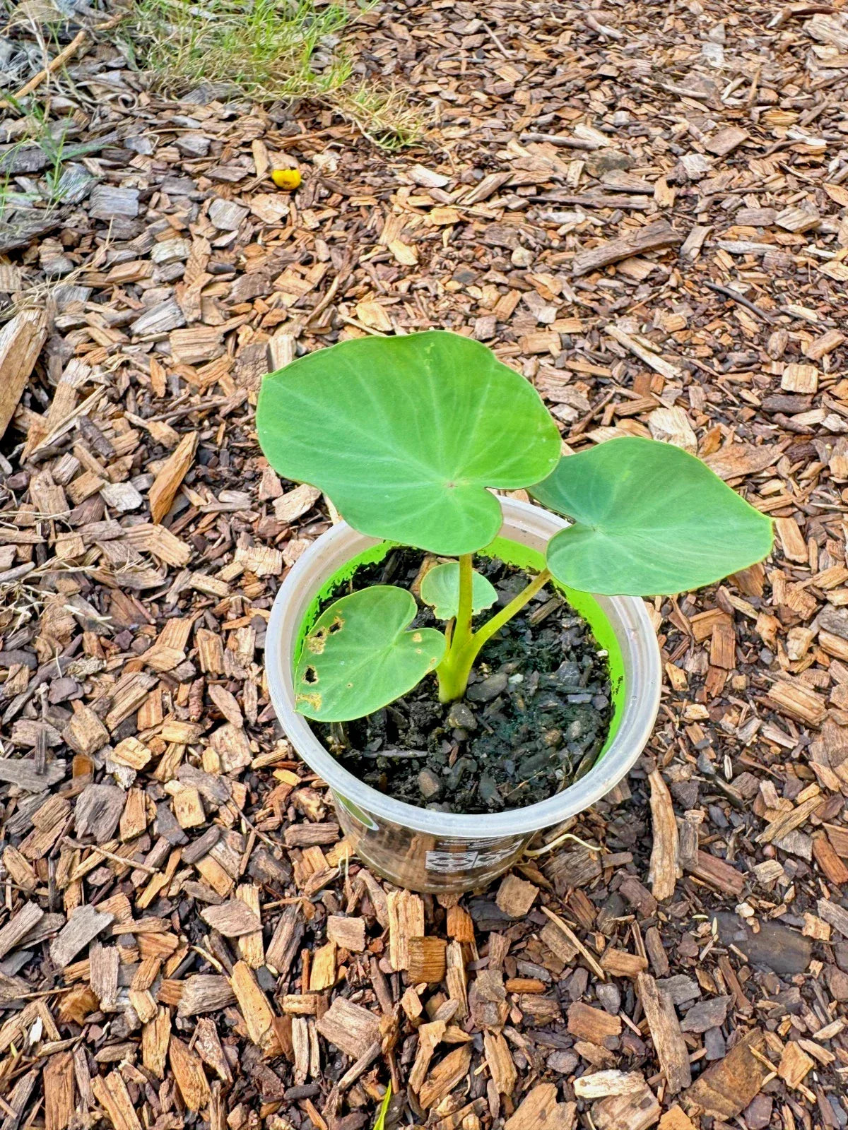 Taro Plant in Pot - Edible Root & Tropical Foliage - Colocasia esculenta - Live Starter Plant for Indoor/Outdoor Gardening