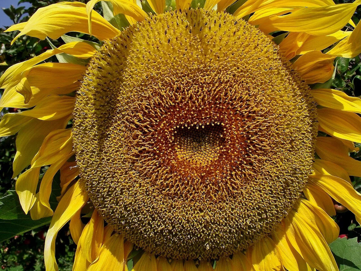 American Giant Hybrid Sunflower Seeds - 25 Pack - Helianthus annuus - Vibrant Blooms for Garden & Cut Flowers