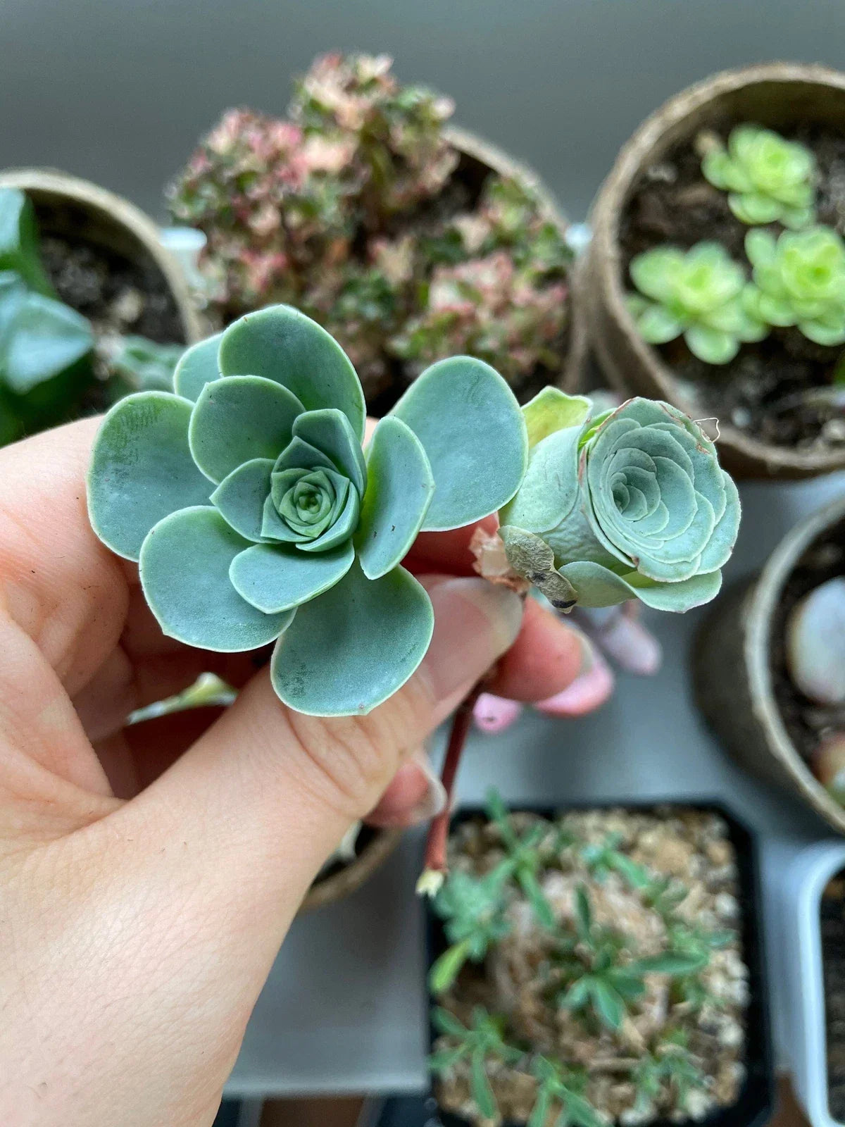 Greenovia Mix Cuttings - Rare Succulents for Propagation - Greenovia diplotrichia - Ideal for Indoor Gardens and Collectors