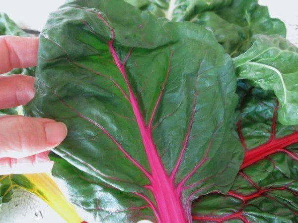 Ruby Red Swiss Chard Seeds - 50 Count Packet - Heavy Yielding, Beta vulgaris - Ideal for Salads & Steamed Dishes