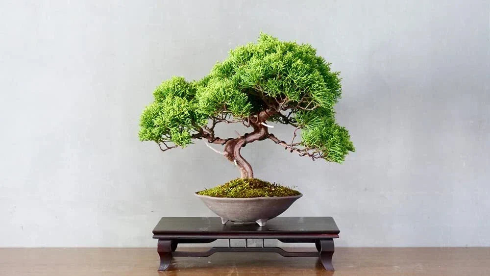 Bonsai Tree Seeds - 25 Juniper Seeds - Juniperus spp. - Easy to Grow Indoor/Outdoor Bonsai Planting Kits