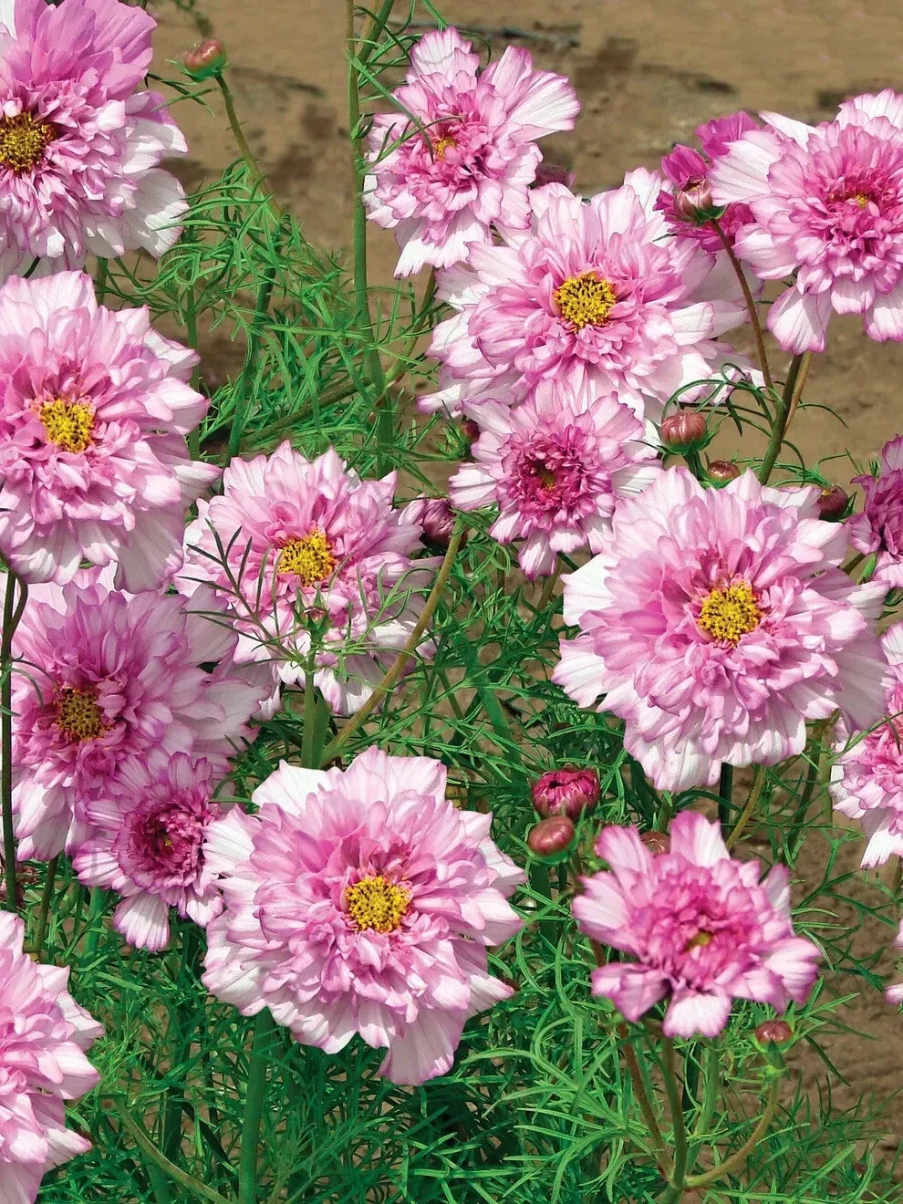 Double Click Bicolor Rose Cosmos Seeds - 200+ Premium Seeds - Cosmos bipinnatus - Pink & White Blooms - USA