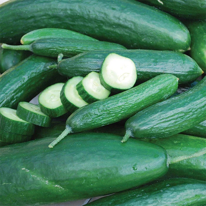 Muncher Cucumber Seeds 50+ Heirloom Non-GMO Cucumis sativus for Vegetable Garden - USA Free Shipping