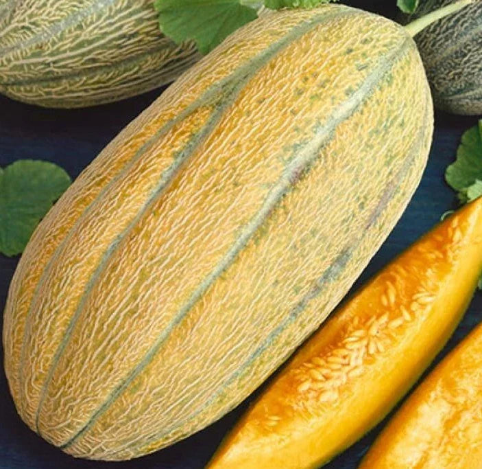 Banana Melon Seeds - 50+ Cantaloupe Variety, Cucumis Melo, Sweet Tropical Fruit for Garden