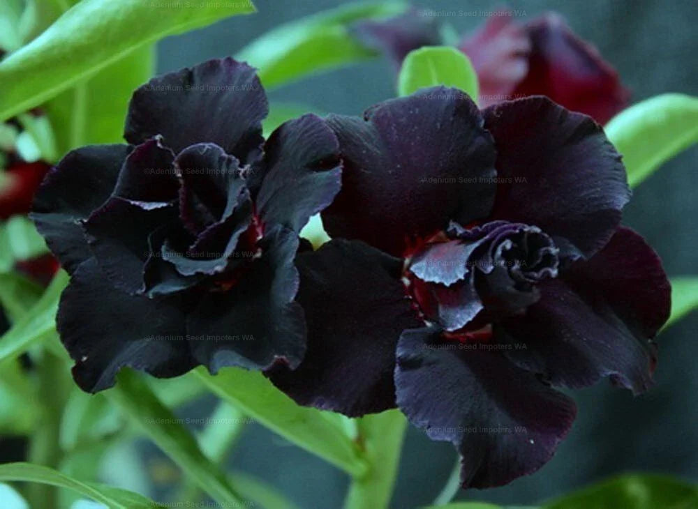 Desert Rose Seedling Plant - Black War Variety - Adenium Obesum - Small Rooted - Exotic Succulent for Home & Garden