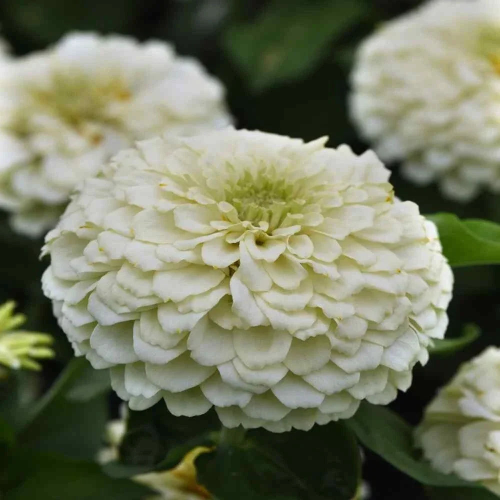 Benary Giant White Zinnia Seeds - 100+ Pack - Zinnia elegans - Non-GMO Garden Seeds for Vibrant Floral Displays