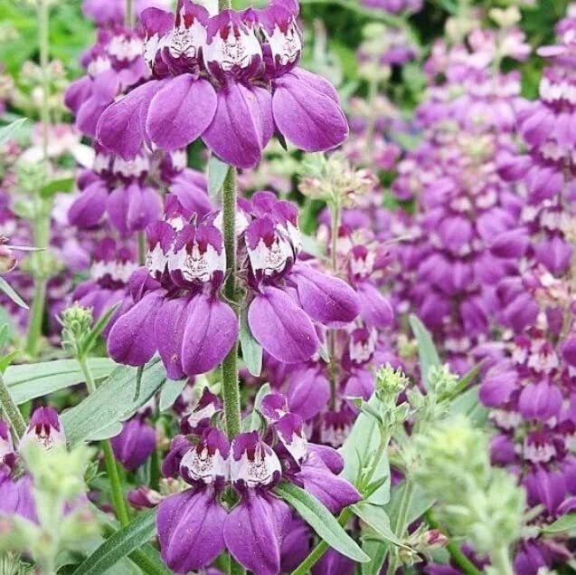 Chinese Houses Flower Seeds - Heirloom Variety for Planting - Collinsia heterophylla - Vibrant Decorative Blooms