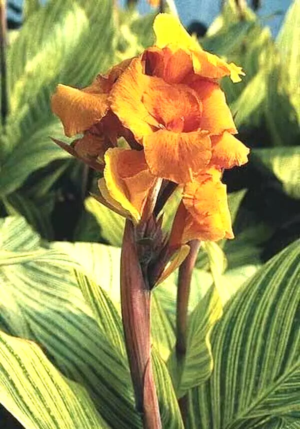 Canna Lily Bulb - Pretoria Orange Variegated - Canna striata - Live Flower Plant for Tropical Garden Decor