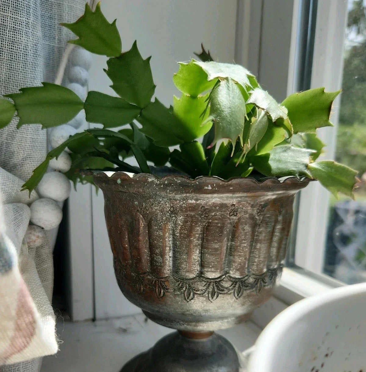 Rooted Christmas Cactus Cutting - Schlumbergera truncata - Vibrant Indoor Houseplant for Festive Decor