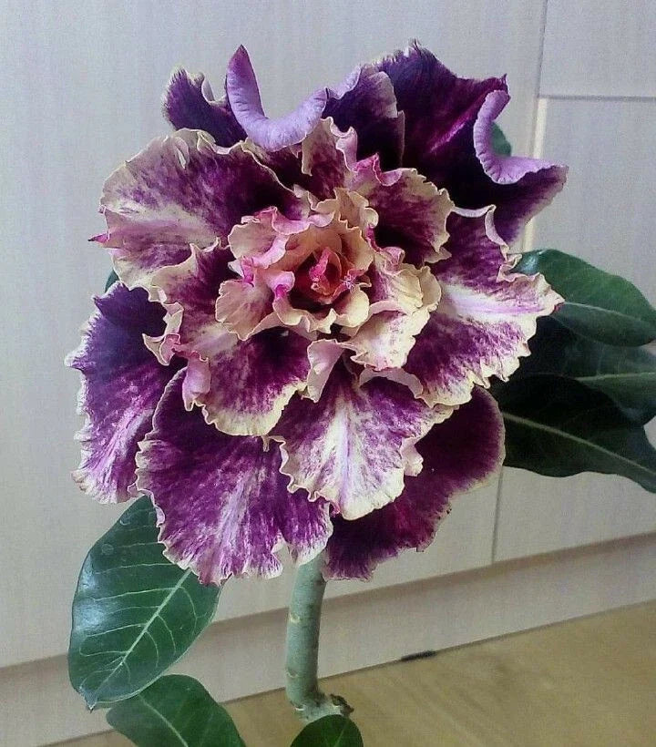 Purple Cream Desert Rose Seeds - 4 Pack - Adenium Obesum - Blooming Flower Seeds for Garden and Indoor Spaces