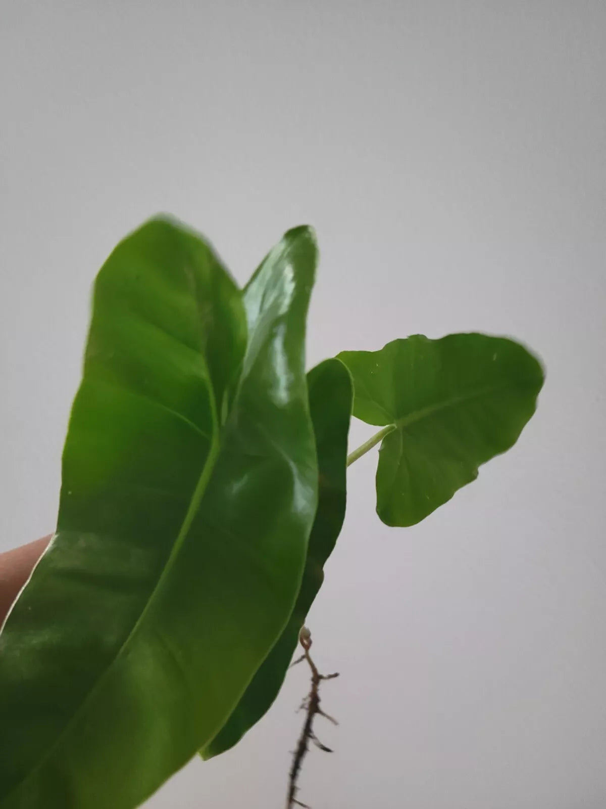 Burle Marx Philodendron Cutting - Live Plant, Non-Variegated Tropical Greenery, Philodendron burle-marxii Indoor Houseplant