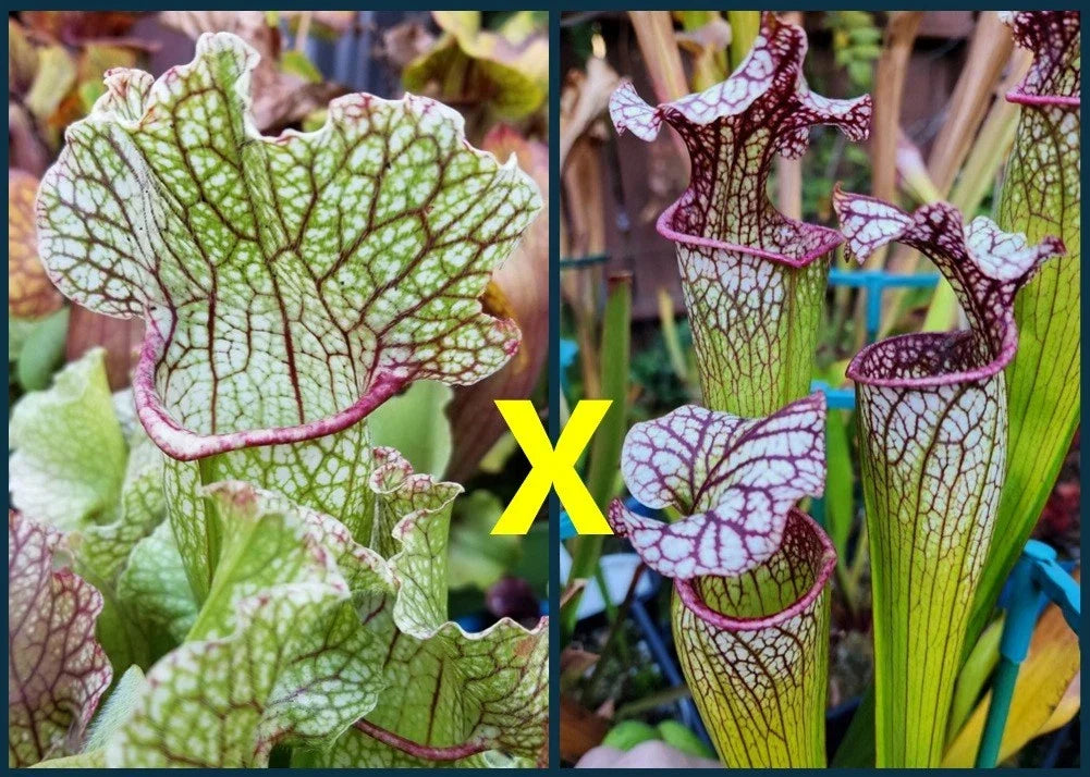 Sarracenia Seeds - 10 Pack - Fat Mitchelliana X (Adrian Slack X Judith Hindle) - Carnivorous Plant Seeds for Gardening