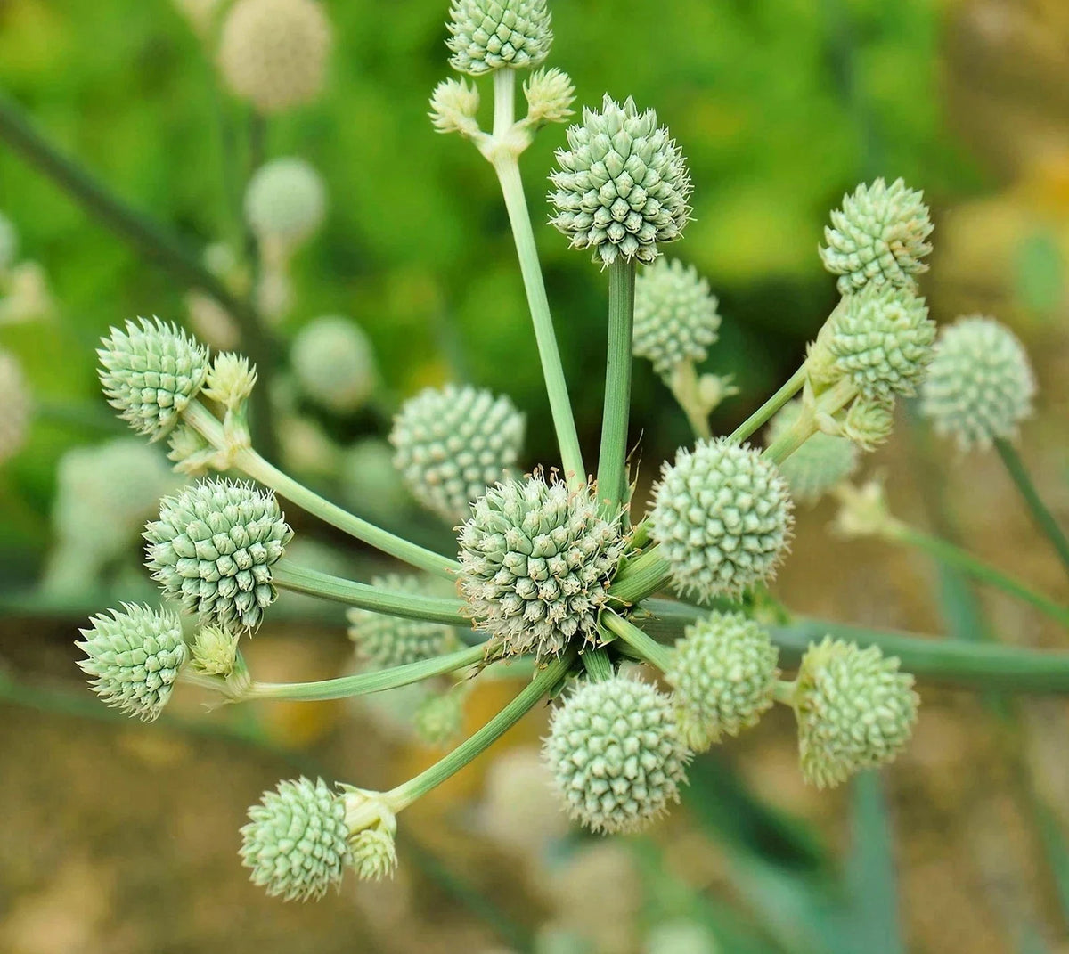 Rattlesnake Master Seeds 100+ Seeds Eryngium yuccifolium Hardy Herbaceous Perennial for Pollinator Gardens
