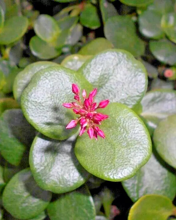 Succulent Cuttings 2" Green Fairy Jade Crassula multicava - Unrooted Live Plants for Garden & Container Gardening