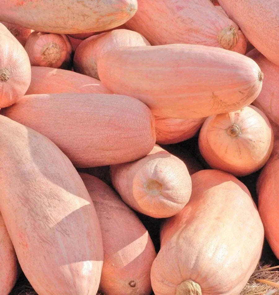 Jumbo Pink Banana Squash Seeds | Pack of 20 | Heirloom Cucurbita maxima for 2025 Planting | Non-GMO, Sweet Flavor