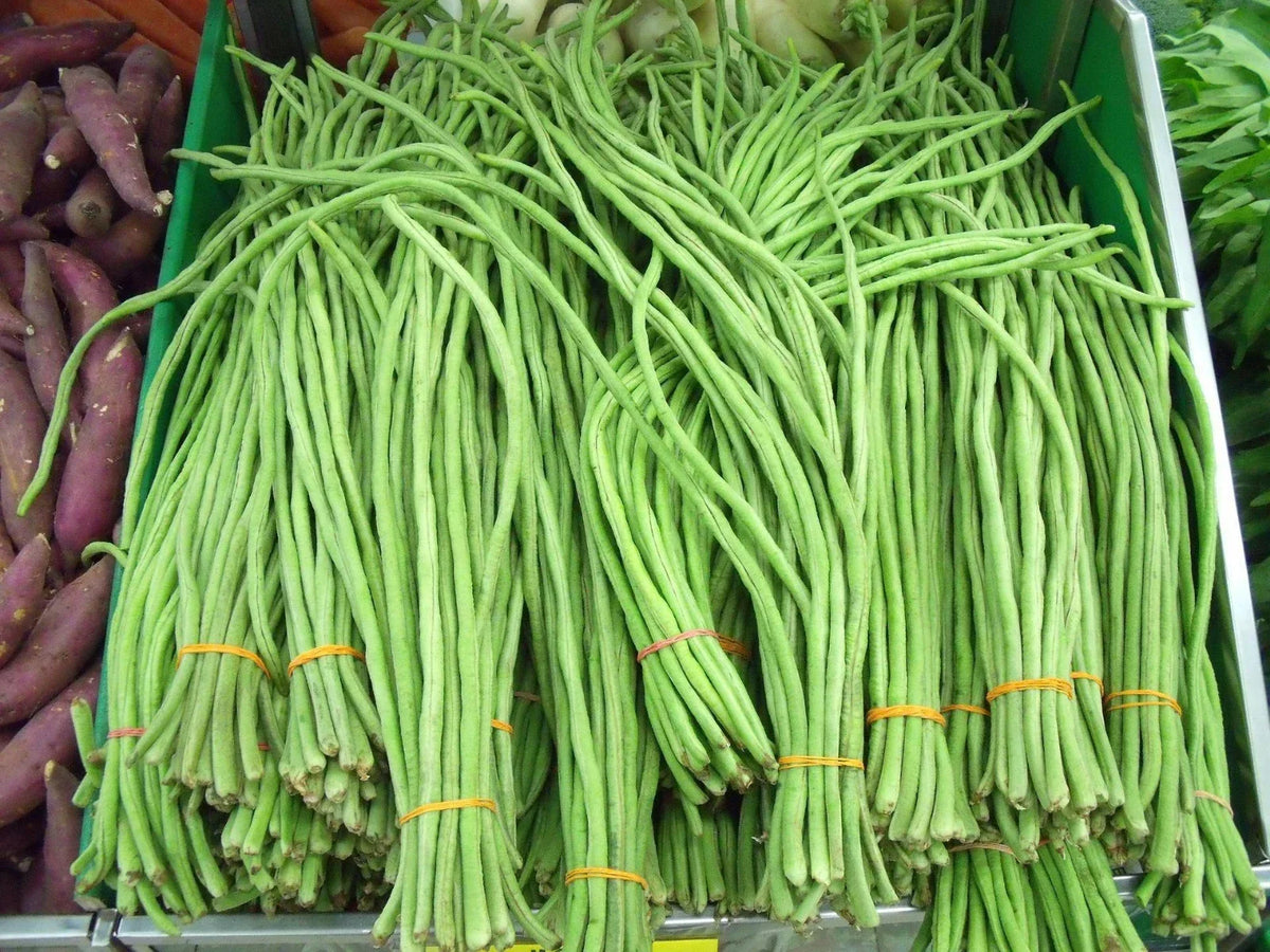 Dark Green Yard Long Bean Seeds - 120 Organic Heirloom Seeds - Vigna unguiculata - Perfect for Home Garden & Culinary Use