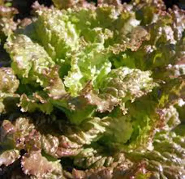 Red Romaine Lettuce Seeds - Heirloom Non-GMO, 50+ Seeds, Lactuca sativa for Home Garden and Vegetable Planting