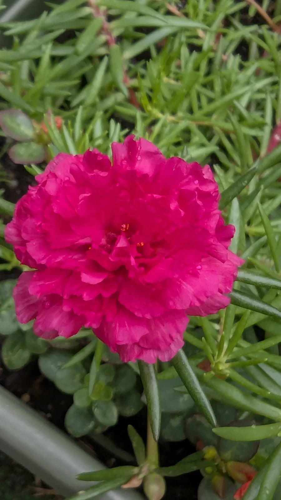 Hot Pink Portulaca Moss Rose Cuttings - 10 Unrooted Double Blooms - Portulaca grandiflora - Vibrant Annual for Easy Propagation