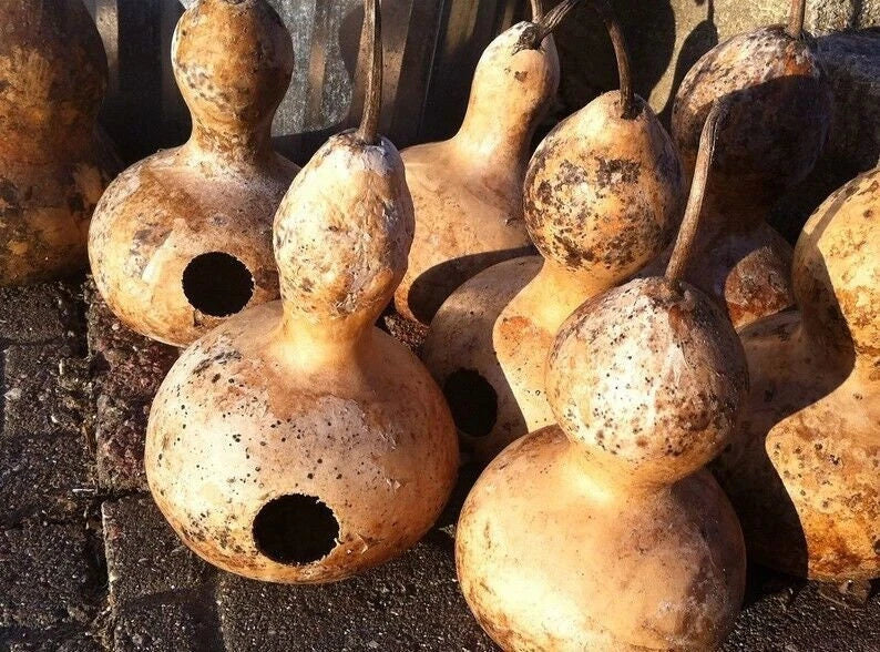 Birdhouse Gourd Seeds, Heirloom Eco-Friendly Martin Variety, Lagenaria siceraria, 10 Seeds per Pack