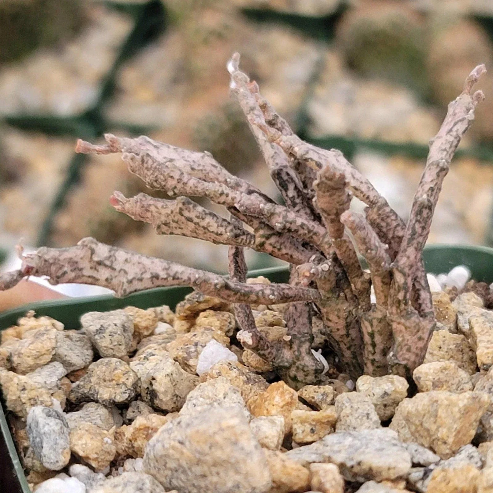 Euphorbia Platyclada Cactus Plant - Live Unique Dead Plant Succulent in Biodegradable Pot - Drought-Tolerant Indoor/Outdoor Decor