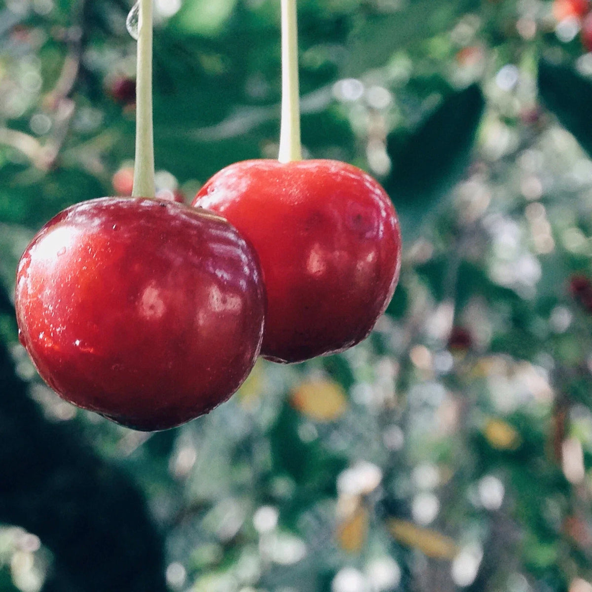 Evans Cherry Tree Seeds - 20 Pack - Tart Edible Fruits - Prunus cerasus 'Evans' - Perfect for Home Garden & Orchards