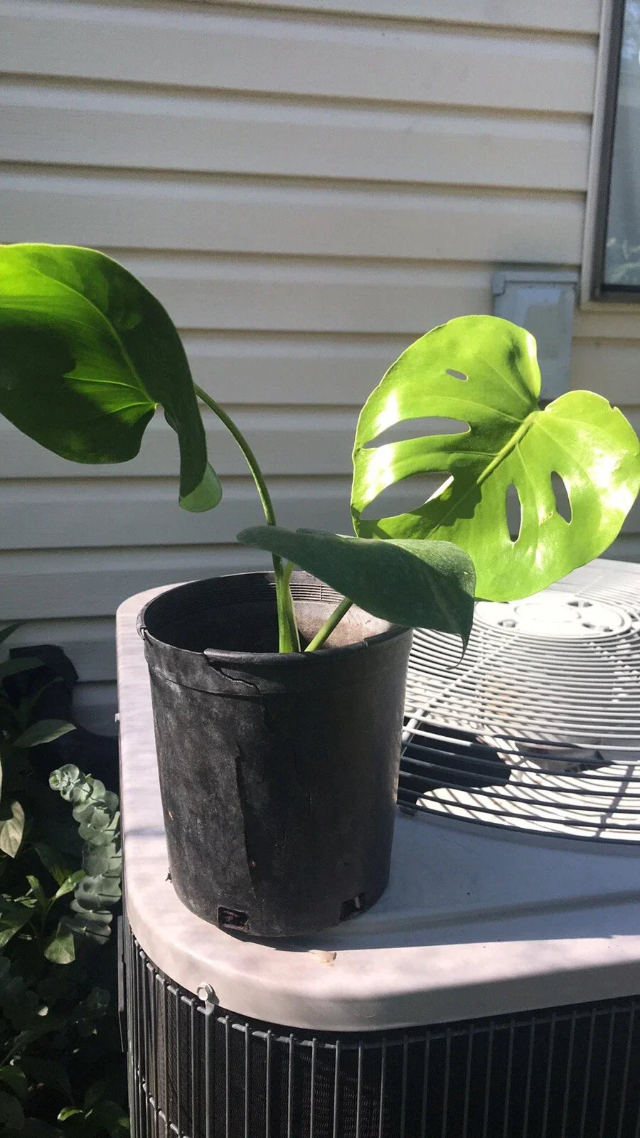 Philodendron Plant 1 Gallon Live Monstera Deliciosa Split Leaf Bare Root - Tropical Indoor Houseplant, Air Purifying Greenery
