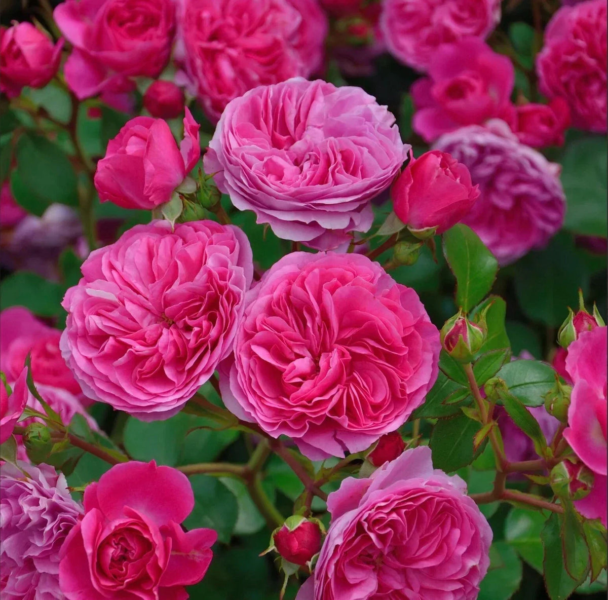 Live Rose Plant 4" Pot Baronesse Rosa Short Shrub Rosa 'Baronesse' Compact Pink Blooms for Garden, Sun-Loving, Low Maintenance