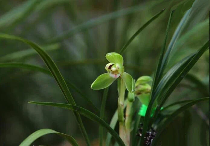 Easy Care Orchid 4-Inch Pot Chinese Cymbidium Goeringii 春兰 Air Purifying Indoor Plant