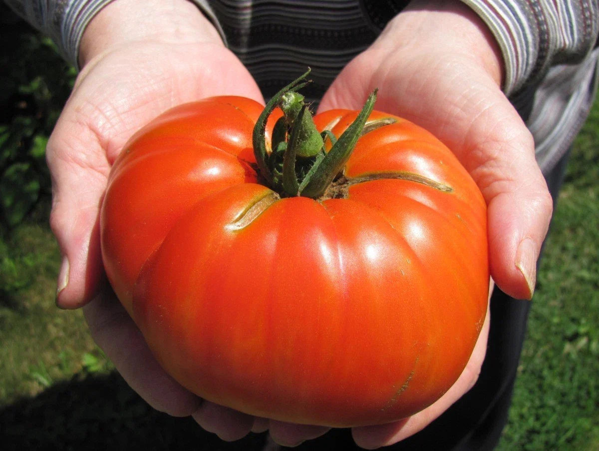 Goliath Hybrid Tomato Seeds - 50 Count Bulk Packet - Bright Red - Solanum lycopersicum - High Yield for Home Gardens