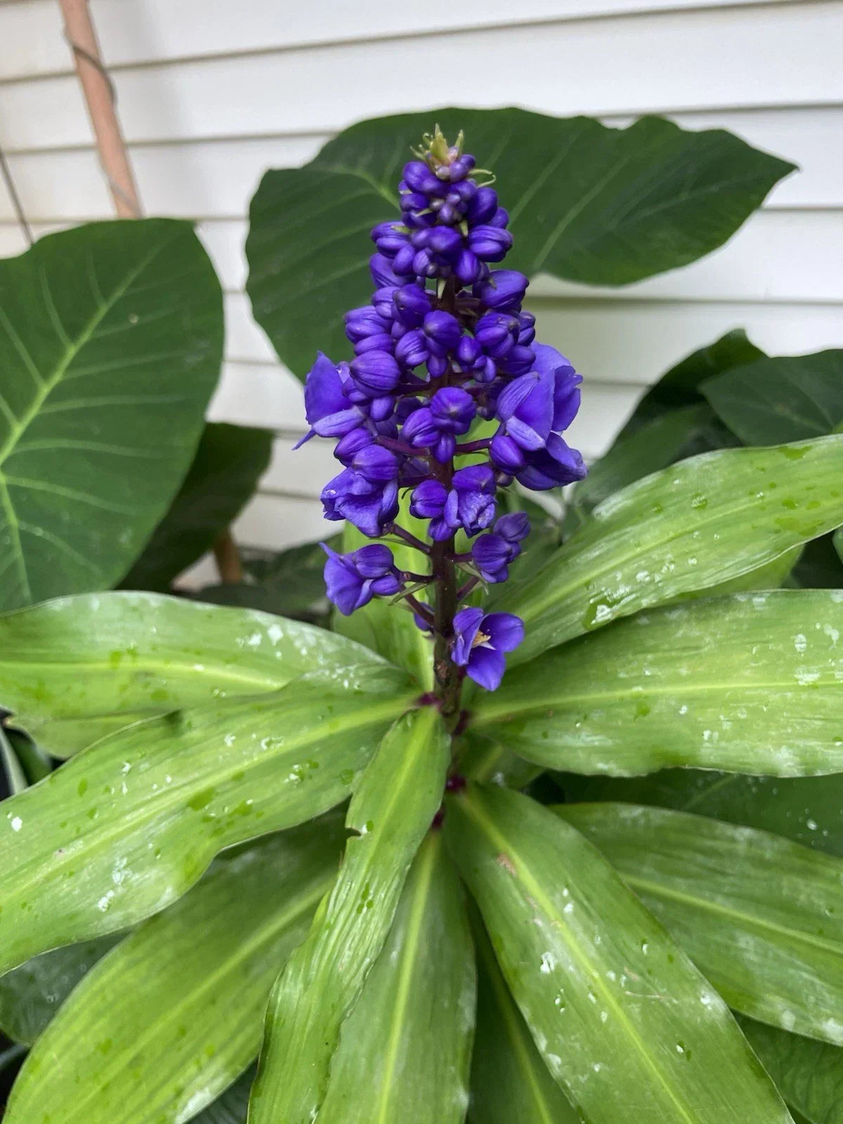 Blue Ginger Cutting - 1 Single Tropical Plant Dichorisandra thyrsiflora - Hawaii Grown for Garden or Home Decor