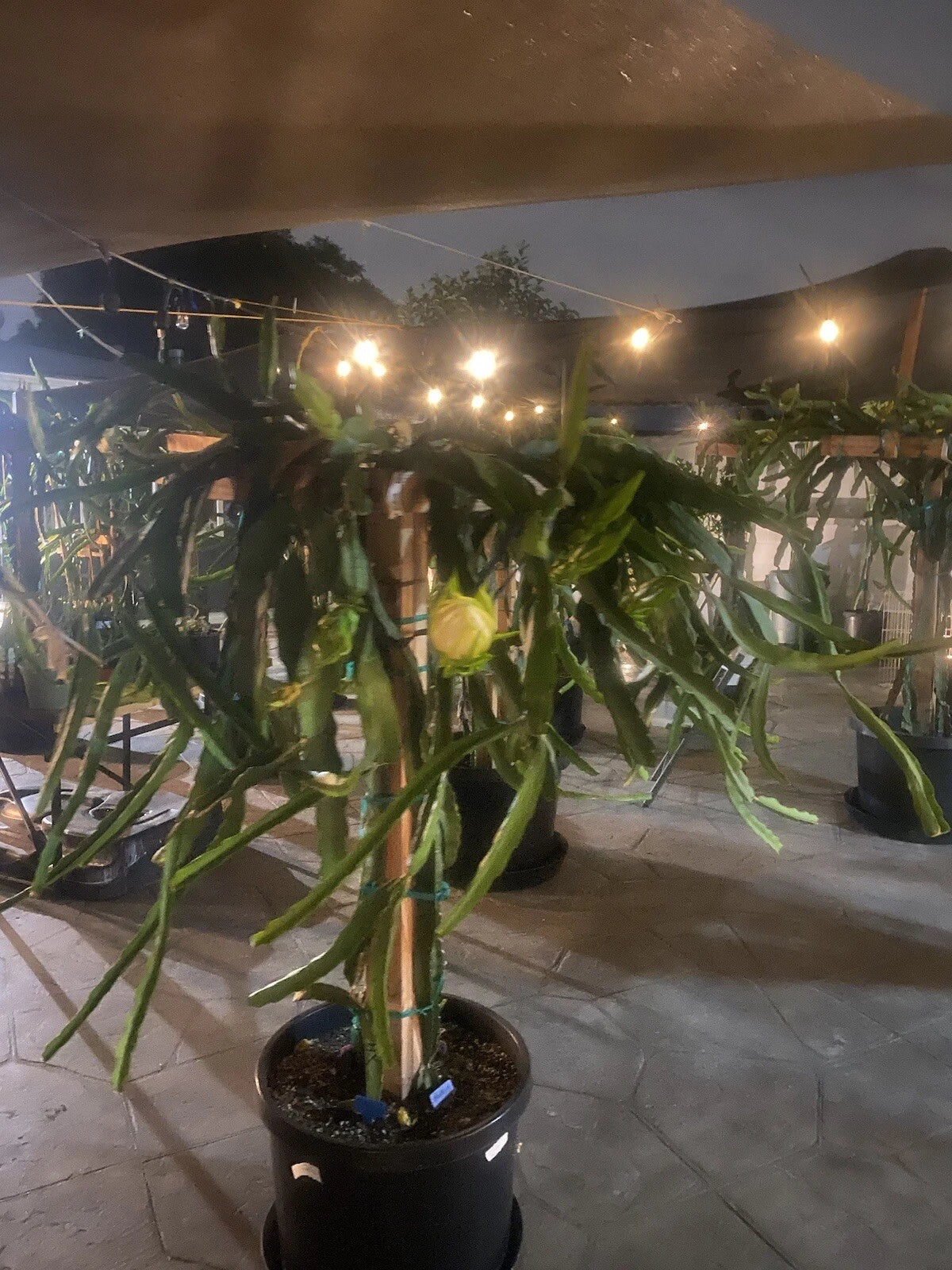 Dragon Fruit Cuttings 12 Pack 8-10 Inches Hylocereus undatus Edible Cactus Plant for Home Gardening and Indoor Cultivation