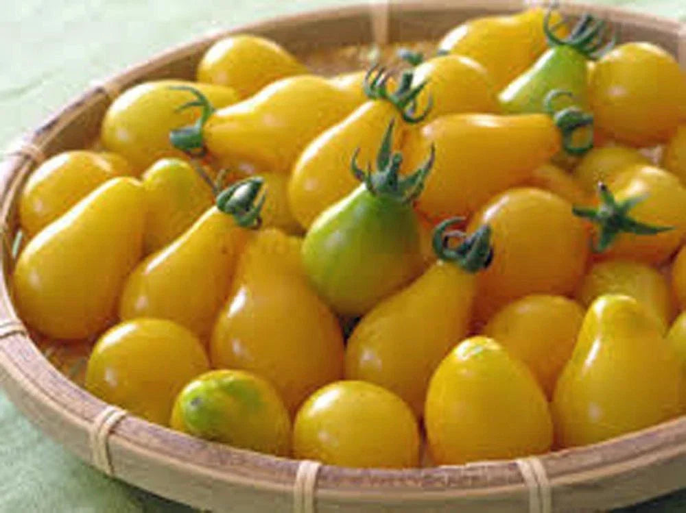 Yellow Pear Tomato Seeds - 500+ Heirloom Non-GMO Seeds - Sweet Pear-Shaped Tomatoes (Solanum lycopersicum)