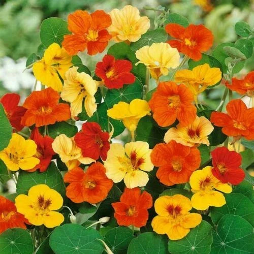 Nasturtium Flower Seeds - Jewel Mix Dwarf Heirloom, Tropaeolum majus, Edible & Pollinator-Friendly, Non-GMO Seed Packet